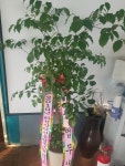 경기도화성시 꽃배달, 경기도화성시 꽃집, 경기도 화성시 봉담읍 삼천병마로 818 꽃집, 실내조경미가 꽃집, 경기도 화성시 봉담읍 삼천병마로 818... 