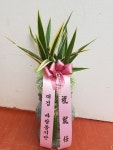 대구광역시달서구 꽃배달, 대구광역시달서구 꽃집, 대구광역시 달서구 월곡로94길 39 꽃집, (월성동) 꽃집, 대구광역시 달서구 월곡로94길 39... 