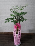 경기도고양시 일산동구 꽃배달, 경기도고양시 일산동구 꽃집, 경기도 고양시 일산동구 무궁화로386번길 29-13 꽃집, 식사동1021번지(식사동)... 