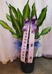 전라북도군산시 꽃배달, 전라북도군산시 꽃집, 전라북도 군산시 수송동로 41-1 꽃집, (수송동) 꽃집, 전라북도 군산시 수송동로 41-1 꽃배달... 