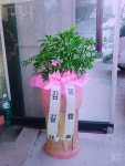 충청북도청주시 서원구 꽃배달, 충청북도청주시 서원구 꽃집, 충청북도 청주시 서원구 탑골로37번길 10 꽃집, 산남동1207(산남동) 꽃집... 