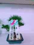 충청북도청주시 서원구 꽃배달, 충청북도청주시 서원구 꽃집, 충청북도 청주시 서원구 탑골로37번길 10 꽃집, 산남동1207(산남동) 꽃집... 