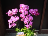 전라북도익산시 꽃배달, 전라북도익산시 꽃집, 전라북도 익산시 선화로13길 63 꽃집, (모현동1가) 꽃집, 전라북도 익산시 선화로13길 63 꽃배달... 