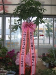경상북도경산시 꽃배달, 경상북도경산시 꽃집, 경상북도 경산시 하양읍 대학로298길 10 꽃집, 대경화원 꽃집, 경상북도 경산시 하양읍... 