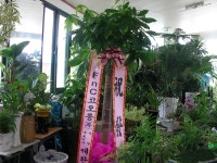 충청남도보령시 꽃배달, 충청남도보령시 꽃집, 충청남도 보령시 신평로 35 꽃집, (동대동) 꽃집, 충청남도 보령시 신평로 35 꽃배달, (동대동)... 