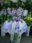 강원특별자치도원주시 꽃배달, 강원특별자치도원주시 꽃집, 강원특별자치도 원주시 호저면 우무개로 349-1 꽃집, 원주플라워뱅크 꽃집... 