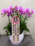 경기도평택시 꽃배달, 경기도평택시 꽃집, 경기도 평택시 안중읍 안현로서9길 181 꽃집, 꽃집, 경기도 평택시 안중읍 안현로서9길 181 꽃배달... 