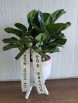 경상북도고령군 꽃배달, 경상북도고령군 꽃집, 경상북도 고령군 대가야읍 왕릉로 95 꽃집, 95 꽃집, 경상북도 고령군 대가야읍 왕릉로 95 꽃배달... 