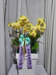 제주특별자치도서귀포시 꽃배달, 제주특별자치도서귀포시 꽃집, 제주특별자치도 서귀포시 동홍중앙로52번길 41 꽃집, 하성빌1층(동홍동) 꽃집... 