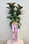 인천광역시남동구 꽃배달, 인천광역시남동구 꽃집, 인천광역시 남동구 매소홀로 812 꽃집, 선수촌화훼단지 3,4호 행복플라워(구월동) 꽃집... 