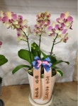 충청남도홍성군 꽃배달, 충청남도홍성군 꽃집, 충청남도 홍성군 홍성읍 월산로50번길 25 꽃집, 103호(청운빌딩) 꽃집, 충청남도 홍성군 홍성읍... 