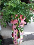 경기도안성시 꽃배달, 경기도안성시 꽃집, 경기도 안성시 공도읍 진사길 31 꽃집, 우림아파트 상가 꽃집, 경기도 안성시 공도읍 진사길 31 꽃배달... 