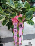 경기도안성시 꽃배달, 경기도안성시 꽃집, 경기도 안성시 공도읍 진사길 31 꽃집, 우림아파트 상가 꽃집, 경기도 안성시 공도읍 진사길 31 꽃배달... 