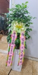 경기도양평군 꽃배달, 경기도양평군 꽃집, 경기도 양평군 양평읍 마유산로 71 꽃집, 꽃집, 경기도 양평군 양평읍 마유산로 71 꽃배달, 꽃배달... 