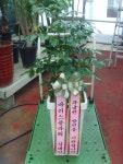 세종특별자치시 조치원읍 돌마루1길 1-9 꽃배달, 1-9 하늘정원 꽃배달 - 하늘정원 플라워119꽃배달서비스 - 생일, 개업, 축하, 근조 꽃배달 전문... 