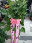 경기도안성시 꽃배달, 경기도안성시 꽃집, 경기도 안성시 공도읍 진사길 31 꽃집, 우림아파트 상가 꽃집, 경기도 안성시 공도읍 진사길 31 꽃배달... 