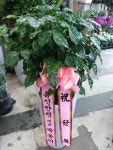 경기도안성시 꽃배달, 경기도안성시 꽃집, 경기도 안성시 공도읍 진사길 31 꽃집, 우림아파트 상가 꽃집, 경기도 안성시 공도읍 진사길 31 꽃배달... 