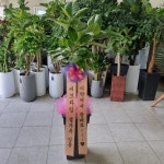 경상북도문경시 꽃배달, 경상북도문경시 꽃집, 경상북도 문경시 당교7길 3-4 꽃집, (모전동) 꽃집, 경상북도 문경시 당교7길 3-4 꽃배달, (모전동)... 