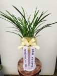 충청북도진천군 꽃배달, 충청북도진천군 꽃집, 충청북도 진천군 진천읍 덕금로 141 꽃집, 하나로화원 꽃집, 충청북도 진천군 진천읍 덕금로 141... 