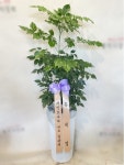 강원도원주시 꽃배달, 강원도원주시 꽃집, 강원도 원주시 문막읍 원문로 1794 꽃집, 문막식물원 꽃집, 강원도 원주시 문막읍 원문로 1794 꽃배달... 