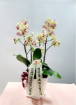경상북도상주시 꽃배달, 경상북도상주시 꽃집, 경상북도 상주시 왕산로 337-1 꽃집, 플라워앤플라워(냉림동) 꽃집, 경상북도 상주시 왕산로 337-1... 