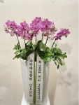 강원도원주시 꽃배달, 강원도원주시 꽃집, 강원도 원주시 문막읍 원문로 1794 꽃집, 문막식물원 꽃집, 강원도 원주시 문막읍 원문로 1794 꽃배달... 