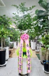경상북도상주시 꽃배달, 경상북도상주시 꽃집, 경상북도 상주시 왕산로 337-1 꽃집, 플라워앤플라워(냉림동) 꽃집, 경상북도 상주시 왕산로 337-1... 