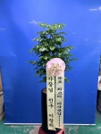 전라남도목포시 꽃배달, 전라남도목포시 꽃집, 전라남도 목포시 백년대로297번길 22 꽃집, 목포난도매(상동) 꽃집, 전라남도 목포시... 