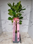 인천광역시남동구 꽃배달, 인천광역시남동구 꽃집, 인천광역시 남동구 매소홀로 816 꽃집, (구월동) 꽃집, 인천광역시 남동구 매소홀로 816... 