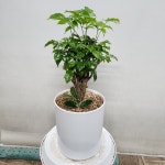 경기도화성시 꽃배달, 경기도화성시 꽃집, 경기도 화성시 봉담읍 삼천병마로 818 꽃집, 한백화훼유통 꽃집, 경기도 화성시 봉담읍 삼천병마로 818... 