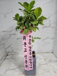 인천광역시남동구 꽃배달, 인천광역시남동구 꽃집, 인천광역시 남동구 매소홀로 816 꽃집, (구월동) 꽃집, 인천광역시 남동구 매소홀로 816... 