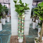 경기도화성시 꽃배달, 경기도화성시 꽃집, 경기도 화성시 봉담읍 삼천병마로 818 꽃집, 한백화훼유통 꽃집, 경기도 화성시 봉담읍 삼천병마로 818... 