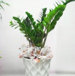 전라북도익산시 꽃배달, 전라북도익산시 꽃집, 전라북도 익산시 선화로13길 63 꽃집, (모현동1가) 꽃집, 전라북도 익산시 선화로13길 63 꽃배달... 