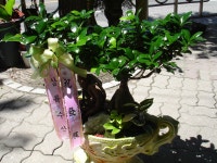 강원특별자치도원주시 꽃배달, 강원특별자치도원주시 꽃집, 강원특별자치도 원주시 호저면 우무개로 349-1 꽃집, 원주플라워뱅크 꽃집... 