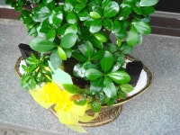 전라북도익산시 꽃배달, 전라북도익산시 꽃집, 전라북도 익산시 선화로13길 63 꽃집, (모현동1가) 꽃집, 전라북도 익산시 선화로13길 63 꽃배달... 