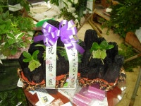 꽃집, 교육청길 45-3 꽃집, 전라남도 해남군 해남읍 읍사무소길 17 꽃배달, 교육청길 45-3 꽃배달 - 민들레꽃방 플라워119꽃배달서비스 - 생일, 개업... 