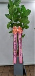 경기도화성시 꽃배달, 경기도화성시 꽃집, 경기도 화성시 봉담읍 삼천병마로 1213 꽃집, 난사랑꽃농원 꽃집, 경기도 화성시 봉담읍 삼천병마로... 