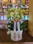 제주특별자치도서귀포시 꽃배달, 제주특별자치도서귀포시 꽃집, 제주특별자치도 서귀포시 동홍중앙로52번길 41 꽃집, 하성빌1층(동홍동) 꽃집... 