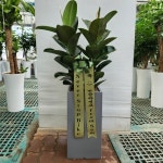 경기도화성시 꽃배달, 경기도화성시 꽃집, 경기도 화성시 봉담읍 삼천병마로 818 꽃집, 한백화훼유통 꽃집, 경기도 화성시 봉담읍 삼천병마로 818... 