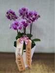 경상북도고령군 꽃배달, 경상북도고령군 꽃집, 경상북도 고령군 대가야읍 왕릉로 95 꽃집, 95 꽃집, 경상북도 고령군 대가야읍 왕릉로 95 꽃배달... 