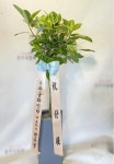 강원도원주시 꽃배달, 강원도원주시 꽃집, 강원도 원주시 문막읍 원문로 1794 꽃집, 문막식물원 꽃집, 강원도 원주시 문막읍 원문로 1794 꽃배달... 