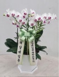 경기도화성시 꽃배달, 경기도화성시 꽃집, 경기도 화성시 봉담읍 삼천병마로 1213 꽃집, 난사랑꽃농원 꽃집, 경기도 화성시 봉담읍 삼천병마로... 