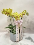 강원도원주시 꽃배달, 강원도원주시 꽃집, 강원도 원주시 문막읍 원문로 1794 꽃집, 문막식물원 꽃집, 강원도 원주시 문막읍 원문로 1794 꽃배달... 
