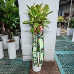 경기도화성시 꽃배달, 경기도화성시 꽃집, 경기도 화성시 봉담읍 삼천병마로 818 꽃집, 한백화훼유통 꽃집, 경기도 화성시 봉담읍 삼천병마로 818... 