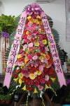 경기도가평군 꽃배달, 경기도가평군 꽃집, 경기도 가평군 청평면 청평중앙로 51 꽃집, 지하 꽃집, 경기도 가평군 청평면 청평중앙로 51 꽃배달... 