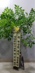 (내곡동) 오성농원 꽃집, 서울특별시 서초구 헌인릉1길 22 꽃배달, (내곡동) 오성농원 꽃배달 - 오성농원 플라워119꽃배달서비스 - 생일, 개업... 