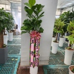 경기도화성시 꽃배달, 경기도화성시 꽃집, 경기도 화성시 봉담읍 삼천병마로 818 꽃집, 한백화훼유통 꽃집, 경기도 화성시 봉담읍 삼천병마로 818... 