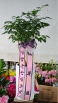 전라남도목포시 꽃배달, 전라남도목포시 꽃집, 전라남도 목포시 옥암로 46 꽃집, 에덴꽃동산(옥암동) 꽃집, 전라남도 목포시 옥암로 46 꽃배달... 