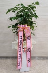경상북도안동시 꽃배달, 경상북도안동시 꽃집, 경상북도 안동시 서동문로 148 꽃집, 온누리화원(목성동) 꽃집, 경상북도 안동시 서동문로 148... 