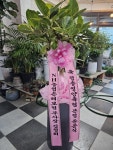 청송군 청송읍 금월로 216 꽃집, 청송꽃화원 꽃집, 경상북도 청송군... 관리, 꽃꽂이 강좌, 꽃다발, flower Box, 꽃바구니, 명품관, 화분관엽, 난... 